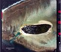 1992 aerial photograph of the sand cay and reef flat at the western end of Heron Reef (Australian Beach Protection Authority). The sand cay is 800 m long and approximately 300 m wide. The maximum elevation is 3.6 m. The eastern end of the cay remains undeveloped and is a national park. Heron Island Resort and the University of Queensland's Heron Island Research Station are located on the western side of the cay. The boat access channel was blasted open in 1967.